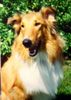 Langhaarcollie Foto: Bessy (ID 46055) Langhaarcollie Hund