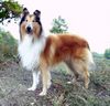 Langhaarcollie Hund