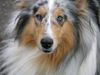 Langhaarcollie Foto: Blue Eyes - Collie Blue Merle (ID 26683) Langhaarcollie Hund