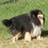 Langhaarcollie Foto: Fellmonster (ID 29724) Langhaarcollie Hund