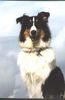 Langhaarcollie Foto: Candy amerk. Collie (hier ca. 1,5 Jahre alt) (ID 11157) Langhaarcollie Hund