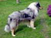Langhaarcollie Foto: Blue Cloud Dancing of Kingly Shine (ID 13453) Langhaarcollie Hund