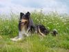 Langhaarcollie Foto: Maruscha (ID 26160) Langhaarcollie Hund