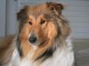 Langhaarcollie Foto: Cheyenne mit *puh* ca. 10 Monaten (ID 36565) Langhaarcollie Hund