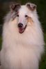Langhaarcollie Foto: Clarence (ID 12830) Langhaarcollie Hund