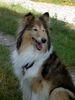 Langhaarcollie Foto: Collie Anka bewacht die Umgebung Aug 04 (ID 14395) Langhaarcollie Hund