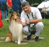 Langhaarcollie Hund