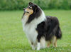 Langhaarcollie Foto: Tricolour Colliehündin Fancy, Besitzer Sabine Meyer (ID 24580) Langhaarcollie Hund