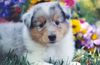 Langhaarcollie Foto: ein Colliebaby (ID 12831) Langhaarcollie Hund