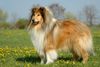 Langhaarcollie Hund