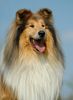 Langhaarcollie Hund