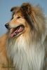 Langhaarcollie Hund