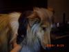 Langhaarcollie Hund