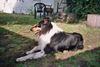 Langhaarcollie Hund