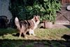Langhaarcollie Hund