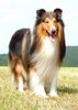Langhaarcollie Hund