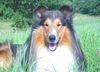 Langhaarcollie Hund