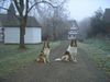 Langhaarcollie Foto: Holly & Ikarus im Nebel (ID 37771) Langhaarcollie Hund
