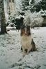 Langhaarcollie Hund