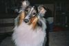 Langhaarcollie Hund