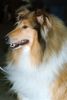 Langhaarcollie Hund