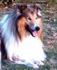 Langhaarcollie Hund