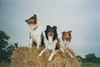 Langhaarcollie Hund