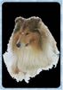 Langhaarcollie Foto: Sam im Schnee (ID 10096) Langhaarcollie Hund