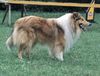 Langhaarcollie Hund