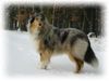 Langhaarcollie Foto: ´Dreamgirl in blue of kingly Shine, Bounty´s erster Schnee (ID 8354) Langhaarcollie Hund