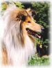 Langhaarcollie Hund