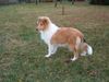 Langhaarcollie Foto: White Wave Ko-To-Ra (ID 16332) Langhaarcollie Hund