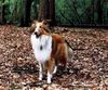 Langhaarcollie Hund