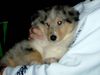 Langhaarcollie Foto: Xcellence Samurei (9 Wochen) Patch (ID 10020) Langhaarcollie Hund