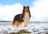Langhaarcollie Foto: Collie Lando ( Kavik vom Ohmtalteufel ) (ID 11628) Langhaarcollie Hund