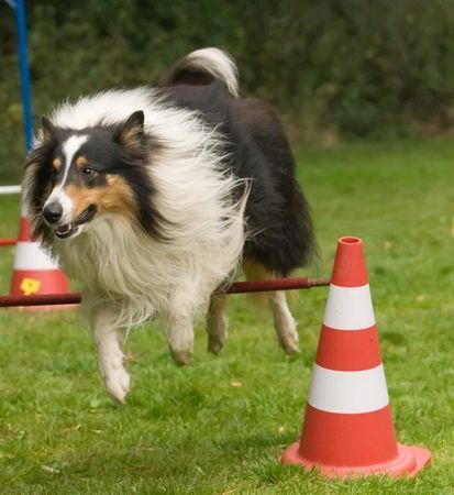 Langhaarcollie Hier kommt 