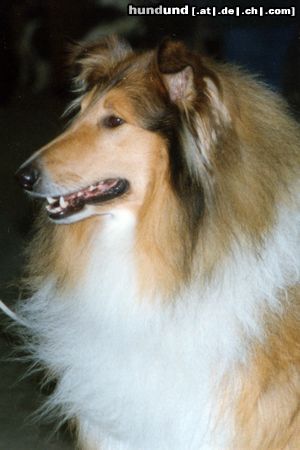 Langhaarcollie Hunde Foto 3276 Langhaarcollie Porträt einer sable Hündin