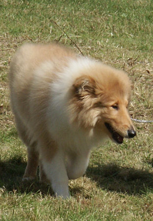 Langhaarcollie Hunde Foto 29719 in höherer Auflösung ansehen Langhaarcollie