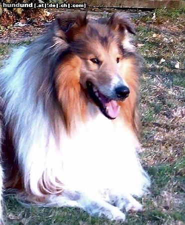 Langhaarcollie Collierüde Sam (El Cid de Monds)