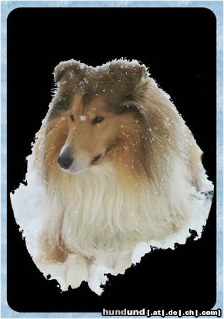Langhaarcollie Hunde Foto 10096 Langhaarcollie Sam im Schnee