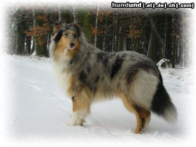 Langhaarcollie ´Dreamgirl in blue of kingly Shine, Bounty´s erster Schnee