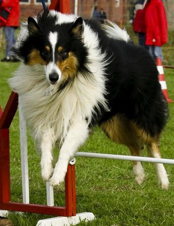 Langhaarcollie Hunde Foto 40288 in höherer Auflösung ansehen Langhaarcollie Der helle Wahnsinn