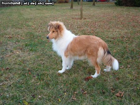 Langhaarcollie Hunde Foto 16332 in höherer Auflösung ansehen Langhaarcollie White Wave Ko-To-Ra