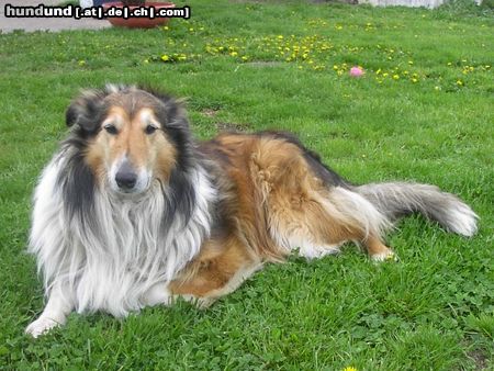 Langhaarcollie Hunde Foto 23508 Langhaarcollie akro