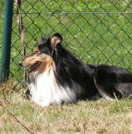 Langhaarcollie Hunde Foto 29718 in höherer Auflösung ansehen Langhaarcollie