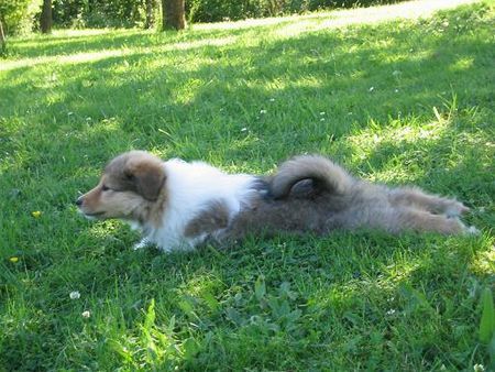 Langhaarcollie Hunde Foto 38368 in höherer Auflösung ansehen Langhaarcollie Cheyenne mit 7 Wochen :)