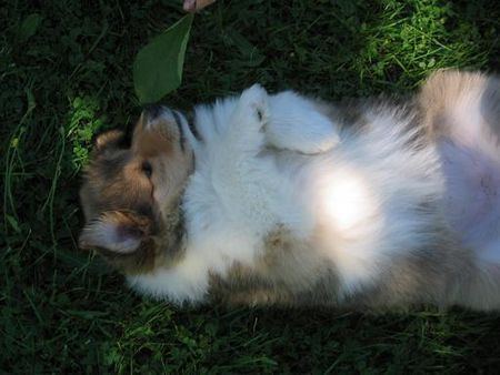 Langhaarcollie Hunde Foto 38370 in höherer Auflösung ansehen Langhaarcollie Mit 7 Wochen