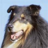 Langhaarcollie, Collie, Rough Collie, Scottish Collie