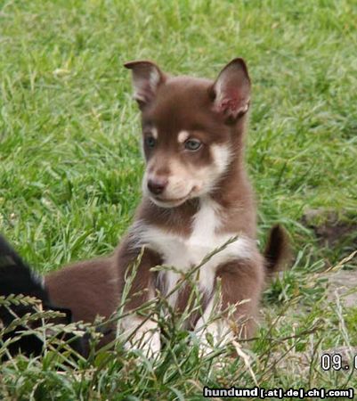 Lappländer Rentierhund Lapinlempi Boulas Beaivi 