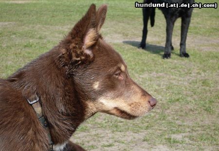 Lappländer Rentierhund Hikka